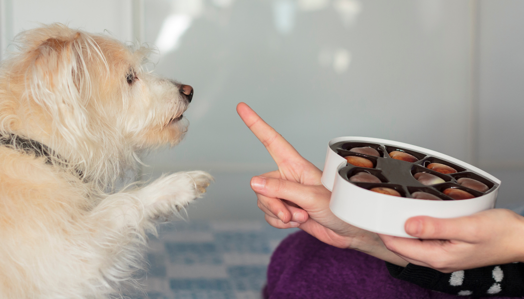 Os Perigos dos Alimentos Tóxicos para Cães: Saiba o que Evitar