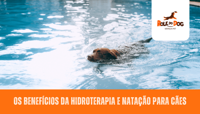 Os benefícios da hidroterapia e natação para cães: terapia com água para melhorar a saúde física e emocional