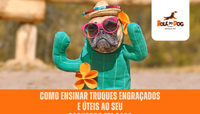 Como Ensinar Truques Engraçados e Úteis ao seu Cachorro em Casa