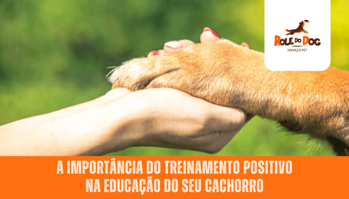 A Importância do Treinamento Positivo na Educação do seu Cachorro