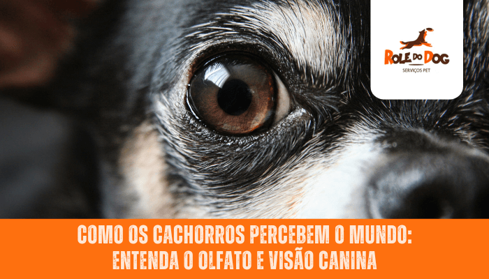 Como os Cachorros Percebem o Mundo: Entenda o Olfato e Visão Canina