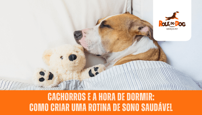 Cachorros e a Hora de Dormir: Como Criar uma Rotina de Sono Saudável