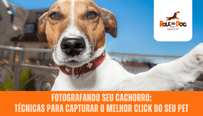 Fotografando seu Cachorro: Técnicas para Capturar o Melhor Click do seu Pet