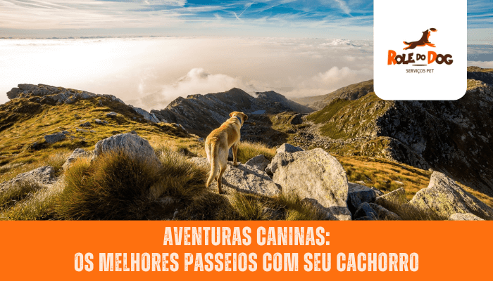 Aventuras Caninas: Os Melhores Passeios com Seu Cachorro